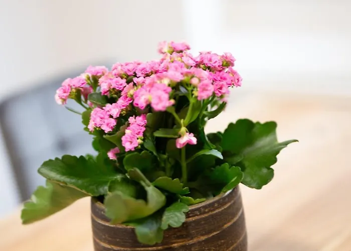 Dresdenstay Modern 3 Schlafzimmer Balkon Kamin Ps4 דירה