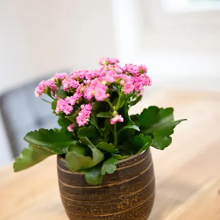 Dresdenstay Modern 3 Schlafzimmer Balkon Kamin Ps4 Daire